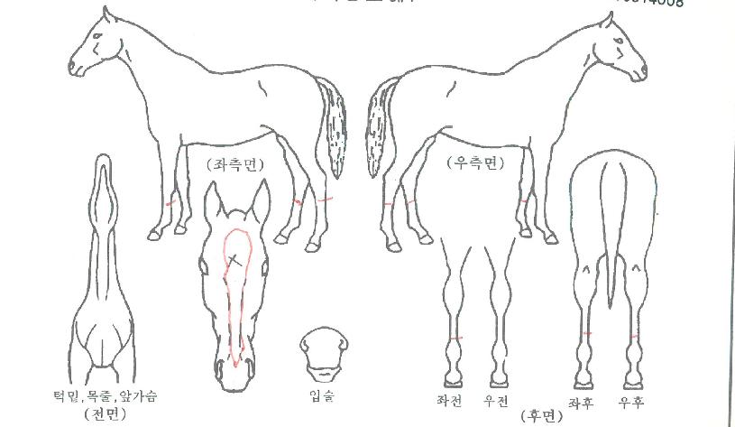 Àå»ê¿ÕÀÚÀÇ Ãø¸é,¿ì¸é,µÞ¸é,µÎ»ó,´Ù¸®ÀÇ Æ¯Â¡µµÇØ