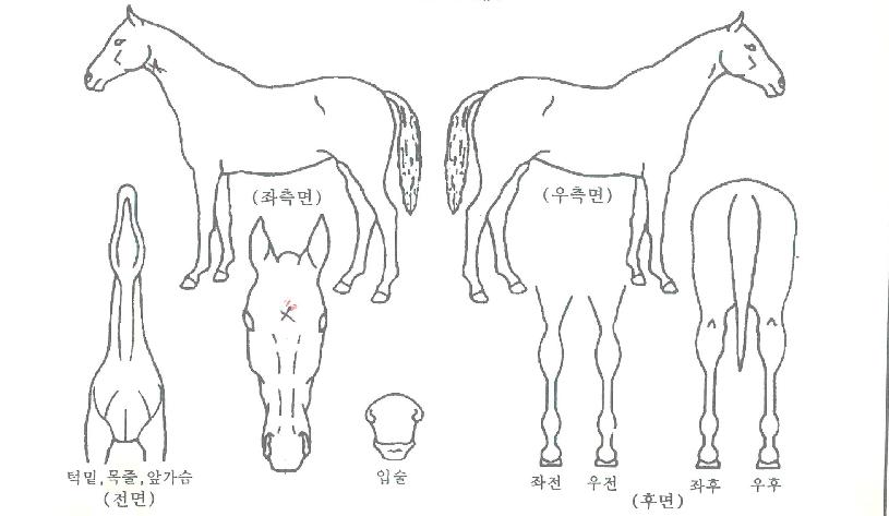 �����̾��ڸ��� ����,���,�޸�,�λ�,�ٸ��� Ư¡����