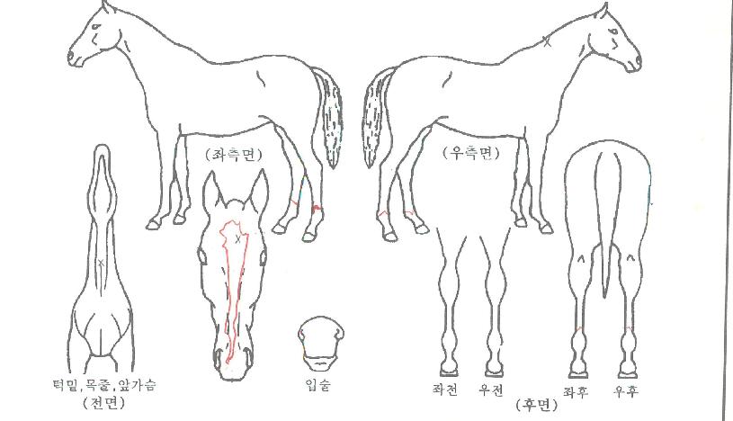 �ŵ�����̵��� ����,���,�޸�,�λ�,�ٸ��� Ư¡����