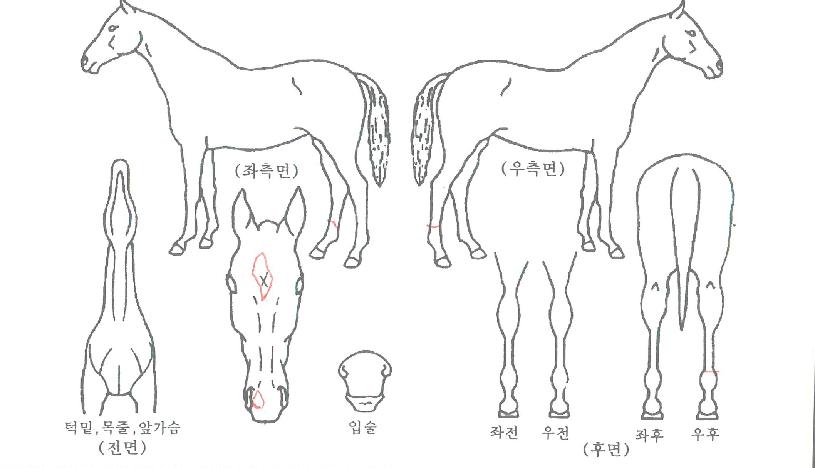 ����ī���� ����,���,�޸�,�λ�,�ٸ��� Ư¡����