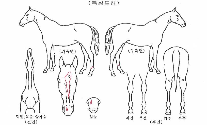 ����Ƽ�� ����,���,�޸�,�λ�,�ٸ��� Ư¡����