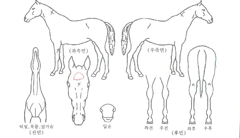 ��ٸ��ְ��� ����,���,�޸�,�λ�,�ٸ��� Ư¡����