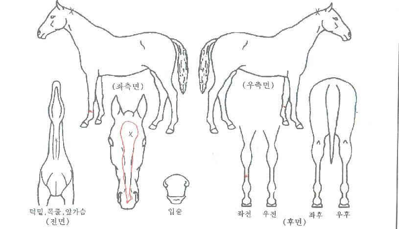 �����м��� ����,���,�޸�,�λ�,�ٸ��� Ư¡����