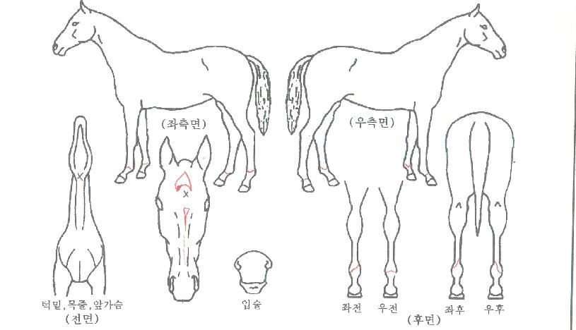 �س��ظ��� ����,���,�޸�,�λ�,�ٸ��� Ư¡����