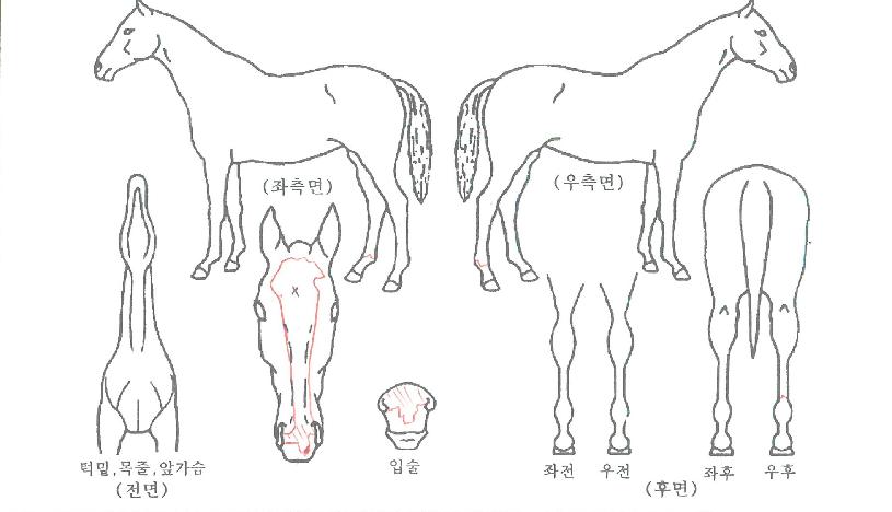 ¸¶ÇÏÁ¶´øÀÇ Ãø¸é,¿ì¸é,µÞ¸é,µÎ»ó,´Ù¸®ÀÇ Æ¯Â¡µµÇØ