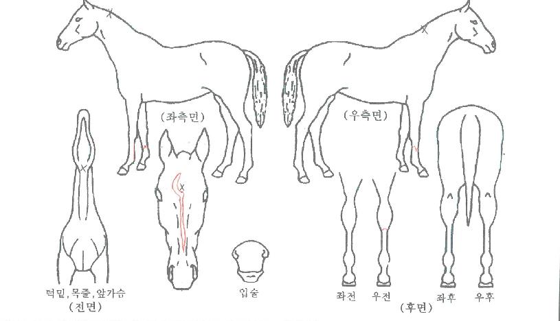 ¸¶ÇϽôëÀÇ Ãø¸é,¿ì¸é,µÞ¸é,µÎ»ó,´Ù¸®ÀÇ Æ¯Â¡µµÇØ