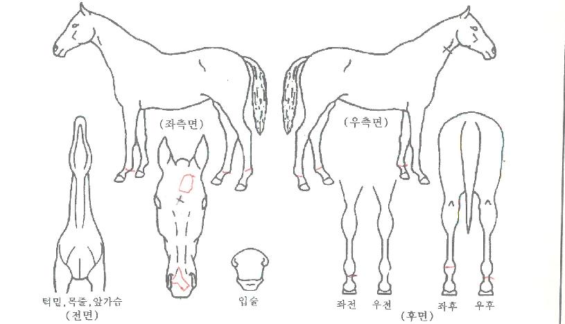 ´ë·Î°øÁÖÀÇ Ãø¸é,¿ì¸é,µÞ¸é,µÎ»ó,´Ù¸®ÀÇ Æ¯Â¡µµÇØ