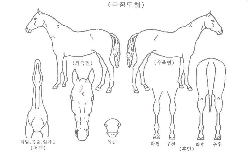 �縸��ġŸ�� ����,���,�޸�,�λ�,�ٸ��� Ư¡����