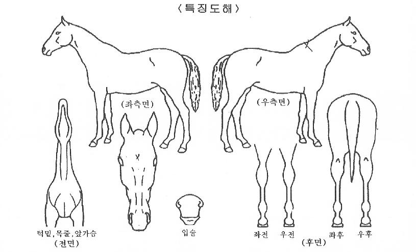 ¾ÆÀ̽º½ºÅ¸ÀÇ Ãø¸é,¿ì¸é,µÞ¸é,µÎ»ó,´Ù¸®ÀÇ Æ¯Â¡µµÇØ