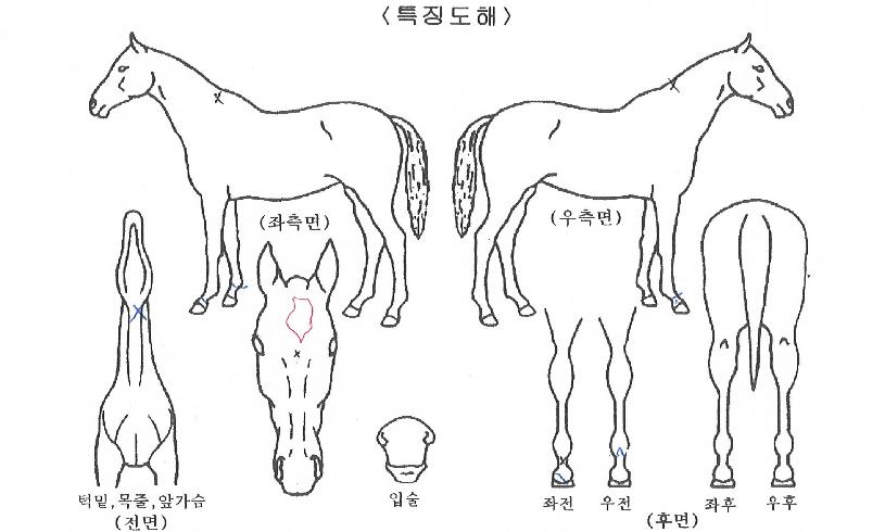 ¸ÅÁ÷ŸÀ̵åÀÇ Ãø¸é,¿ì¸é,µÞ¸é,µÎ»ó,´Ù¸®ÀÇ Æ¯Â¡µµÇØ