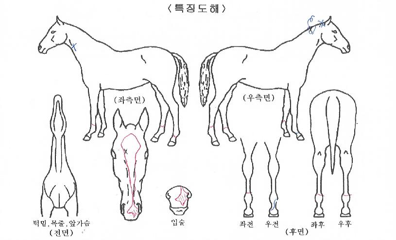 ¸ÅÁ÷Á¶ÀÌÀÇ Ãø¸é,¿ì¸é,µÞ¸é,µÎ»ó,´Ù¸®ÀÇ Æ¯Â¡µµÇØ