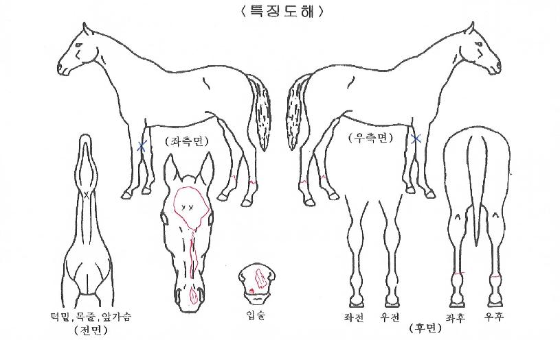 ¸ð´×ÈúÀÇ Ãø¸é,¿ì¸é,µÞ¸é,µÎ»ó,´Ù¸®ÀÇ Æ¯Â¡µµÇØ