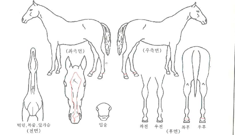 °¡¹®°øÁÖÀÚ¸¶ÀÇ Ãø¸é,¿ì¸é,µÞ¸é,µÎ»ó,´Ù¸®ÀÇ Æ¯Â¡µµÇØ