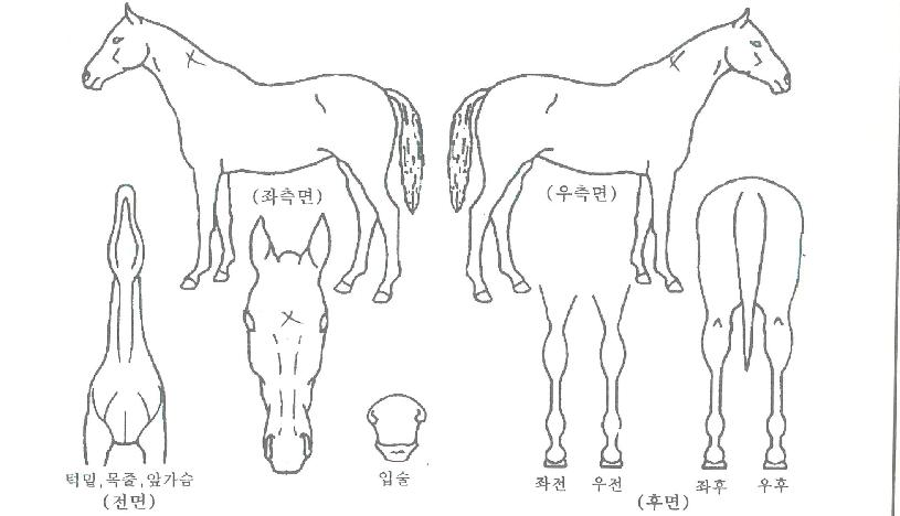 Á¤¹®ÆøÁÖÀÇ Ãø¸é,¿ì¸é,µÞ¸é,µÎ»ó,´Ù¸®ÀÇ Æ¯Â¡µµÇØ