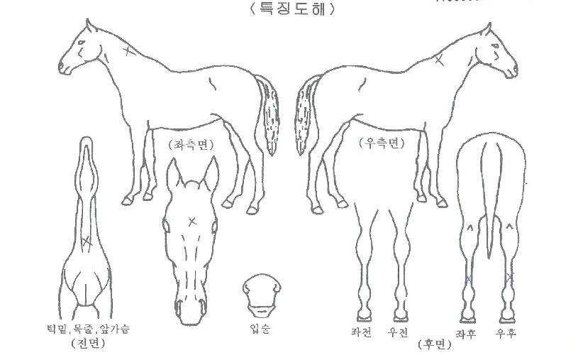 �׸��ְ��� ����,���,�޸�,�λ�,�ٸ��� Ư¡����