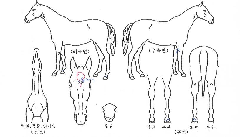 ��ٸ��屺�� ����,���,�޸�,�λ�,�ٸ��� Ư¡����