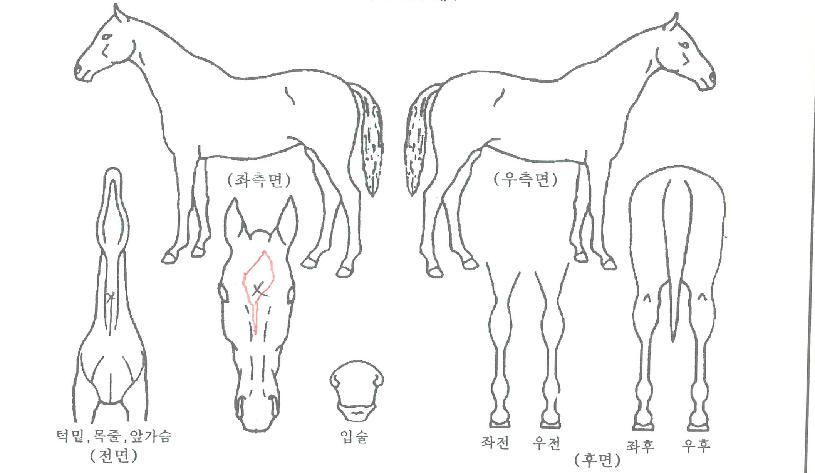 ���Ÿ�̰��� ����,���,�޸�,�λ�,�ٸ��� Ư¡����