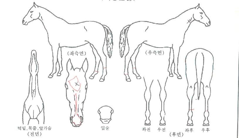 ���̶ߴ��� ����,���,�޸�,�λ�,�ٸ��� Ư¡����