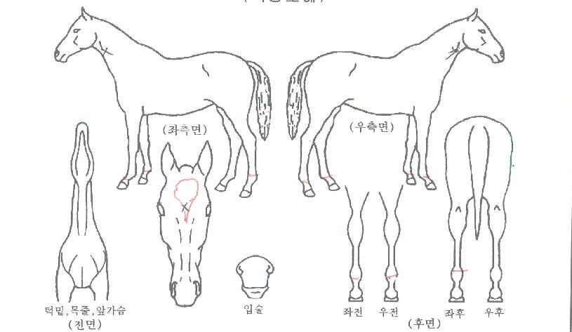 Ȳ�ݴ޺��� ����,���,�޸�,�λ�,�ٸ��� Ư¡����