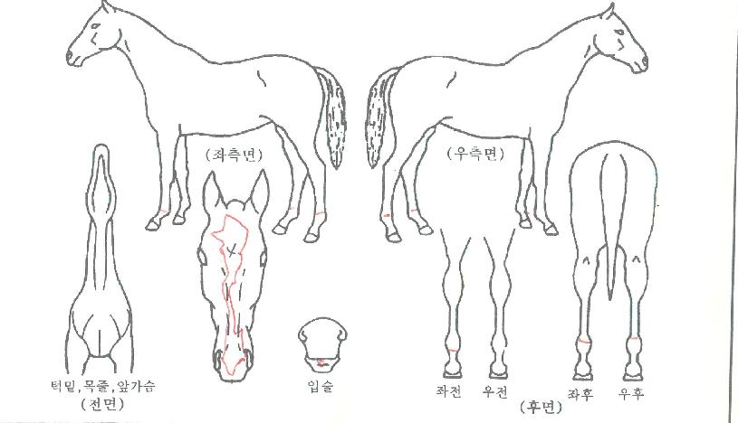 ��Ŭ���Ϻ��̺��ڸ��� ����,���,�޸�,�λ�,�ٸ��� Ư¡����