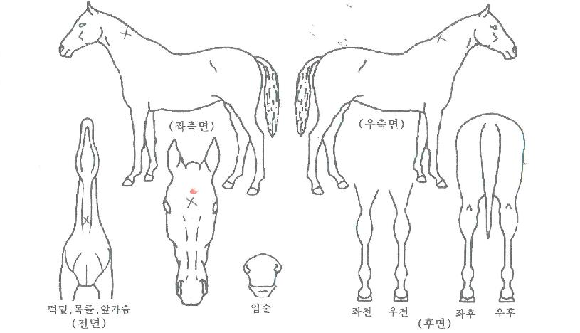 ¸ð½ºÆ®½ºÇǵåÀÇ Ãø¸é,¿ì¸é,µÞ¸é,µÎ»ó,´Ù¸®ÀÇ Æ¯Â¡µµÇØ