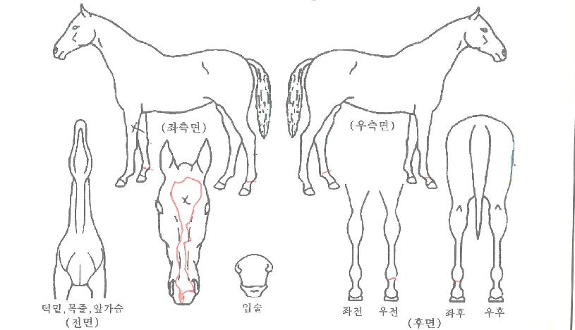 °¡¾ß°øÁÖÀÚ¸¶ÀÇ Ãø¸é,¿ì¸é,µÞ¸é,µÎ»ó,´Ù¸®ÀÇ Æ¯Â¡µµÇØ