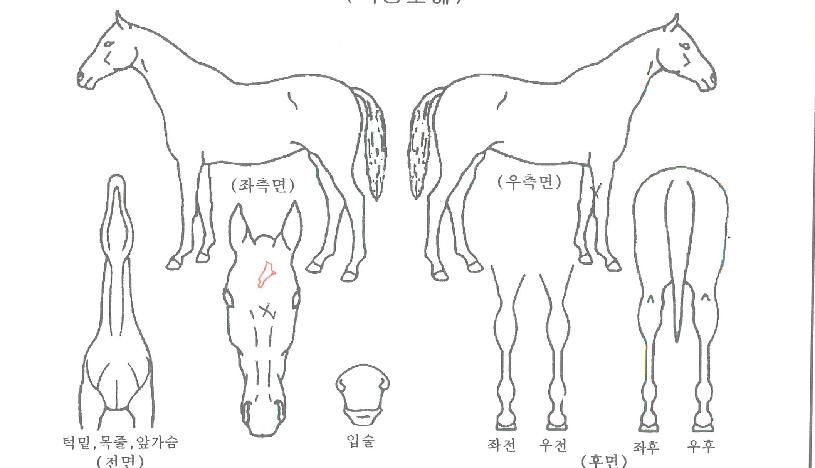 ½ºÅ¸Æ¼¼¼ÀÇ Ãø¸é,¿ì¸é,µÞ¸é,µÎ»ó,´Ù¸®ÀÇ Æ¯Â¡µµÇØ