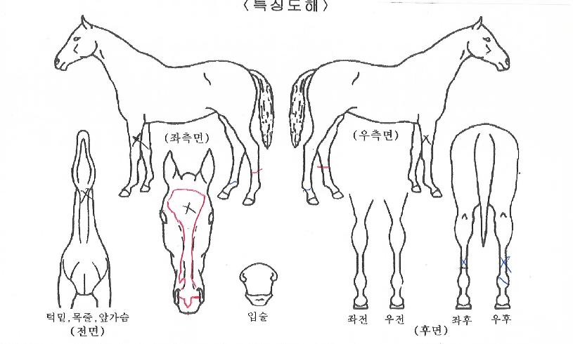 ���ī������ ����,���,�޸�,�λ�,�ٸ��� Ư¡����