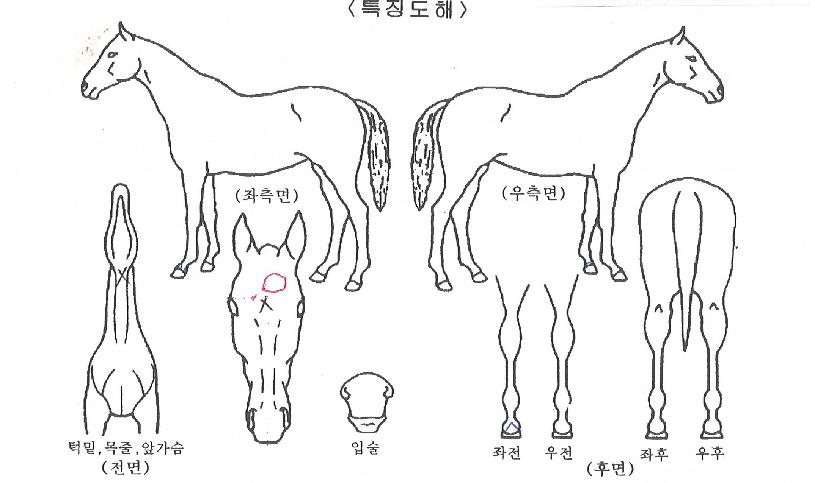 ���Ѵ���� ����,���,�޸�,�λ�,�ٸ��� Ư¡����