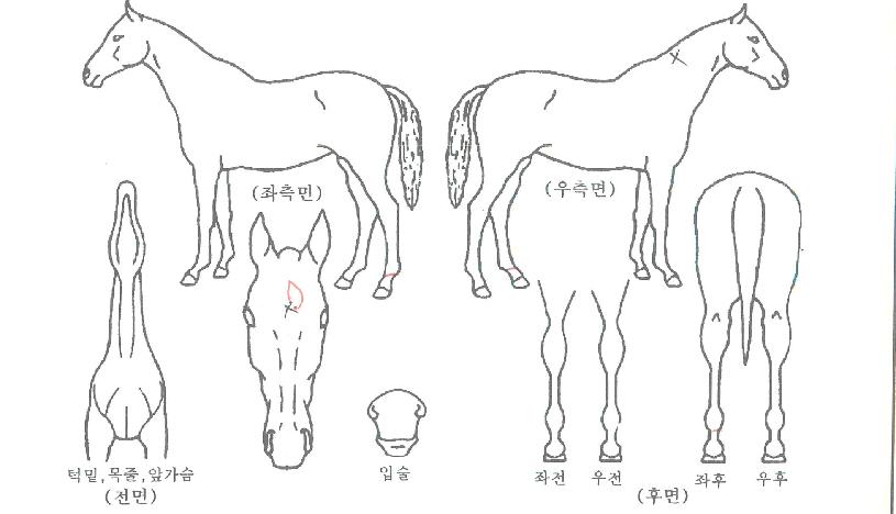 ����Ʈ�̱��� ����,���,�޸�,�λ�,�ٸ��� Ư¡����