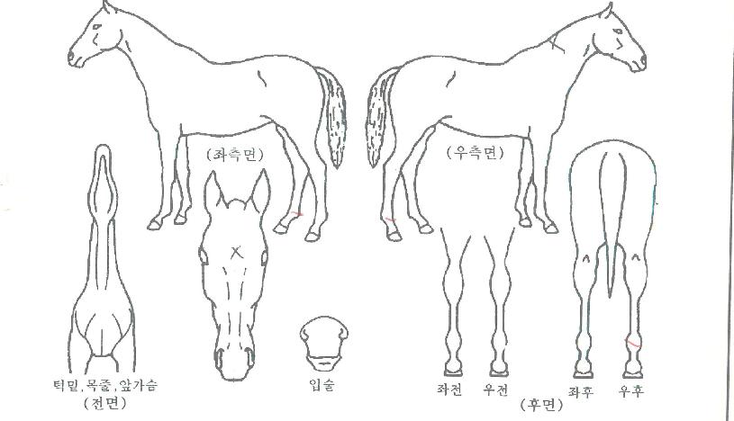 ¿¬½Â±Û·Î¸®ÀÇ Ãø¸é,¿ì¸é,µÞ¸é,µÎ»ó,´Ù¸®ÀÇ Æ¯Â¡µµÇØ