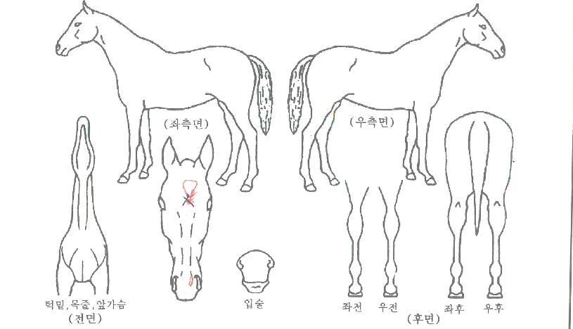 ¹Ì¶óŬ¼±ÀÇ Ãø¸é,¿ì¸é,µÞ¸é,µÎ»ó,´Ù¸®ÀÇ Æ¯Â¡µµÇØ