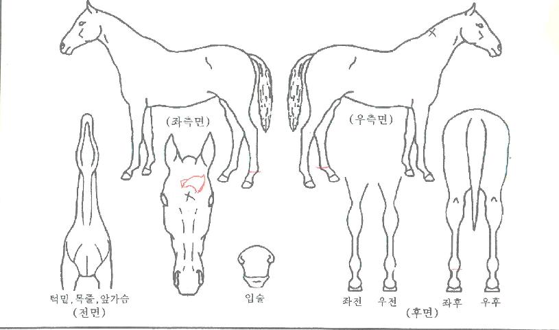 ¿ø´õǮŷÀÇ Ãø¸é,¿ì¸é,µÞ¸é,µÎ»ó,´Ù¸®ÀÇ Æ¯Â¡µµÇØ