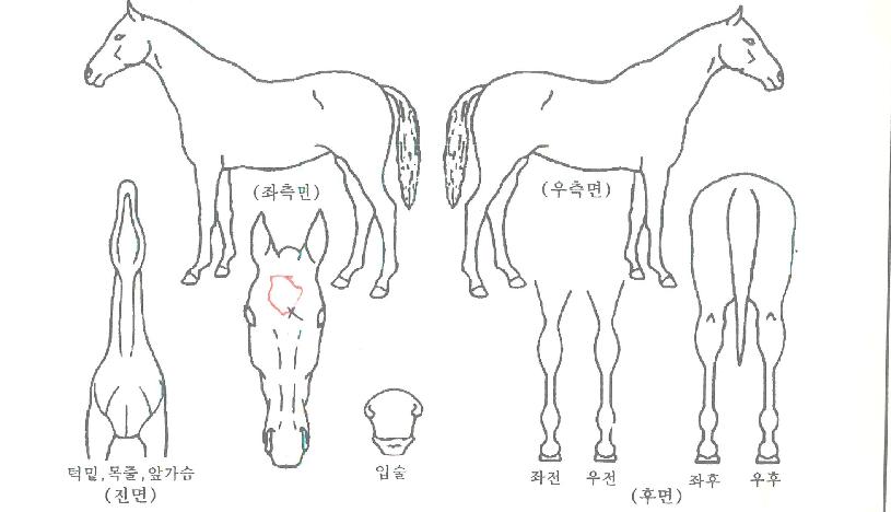 ���ͺ극���ڸ��� ����,���,�޸�,�λ�,�ٸ��� Ư¡����