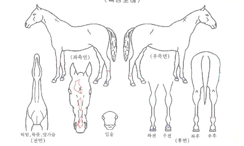 �����̷ε��� ����,���,�޸�,�λ�,�ٸ��� Ư¡����