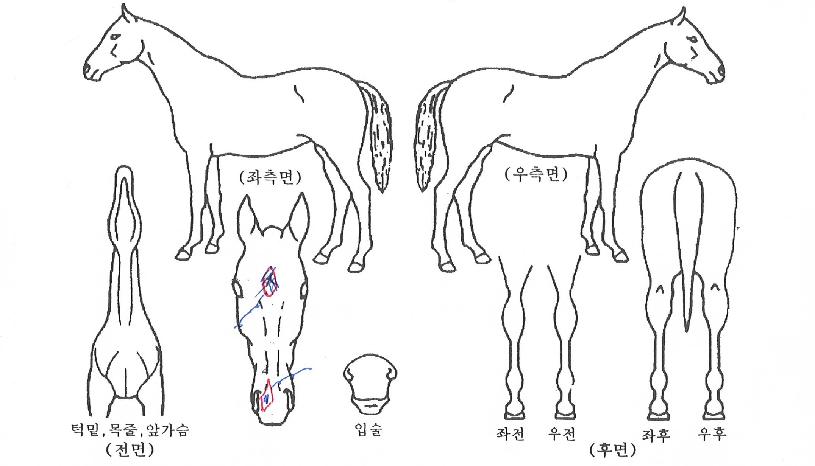 ·¹µå¹éÀÇ Ãø¸é,¿ì¸é,µÞ¸é,µÎ»ó,´Ù¸®ÀÇ Æ¯Â¡µµÇØ