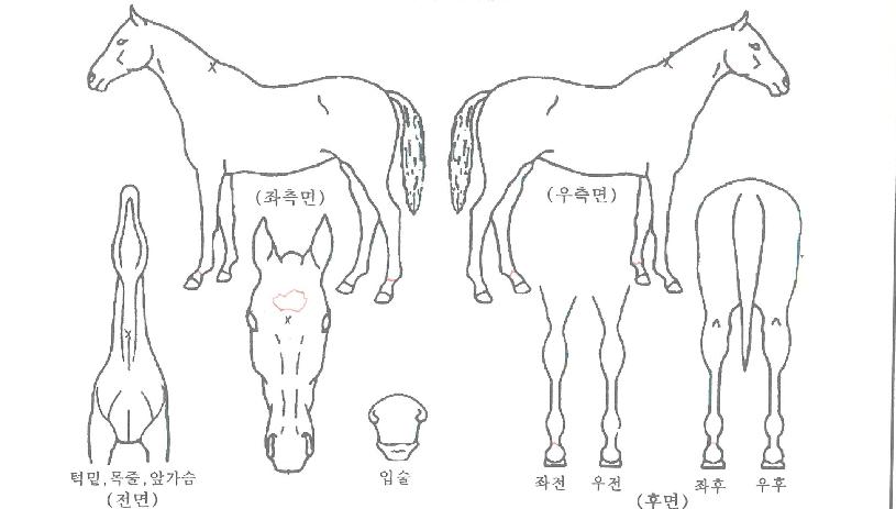 À§Å©¾Øµå¹ÂÁ÷ÀÇ Ãø¸é,¿ì¸é,µÞ¸é,µÎ»ó,´Ù¸®ÀÇ Æ¯Â¡µµÇØ