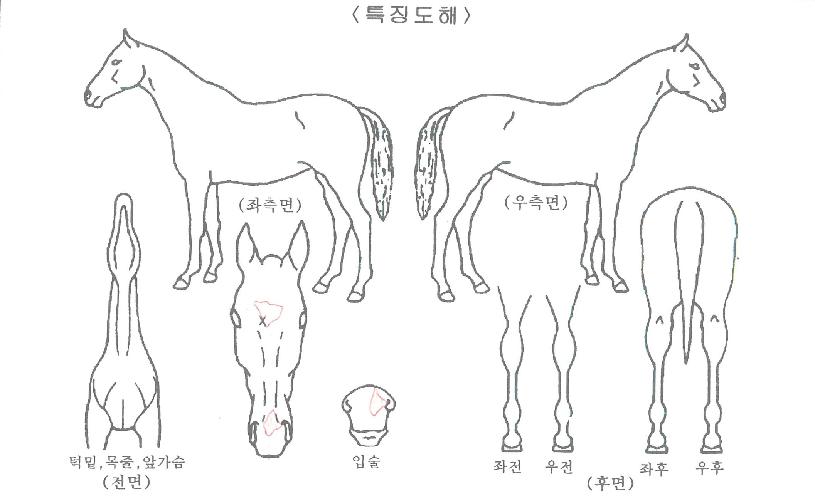 ¾ÆÄ§ÇÔ¼ºÀÇ Ãø¸é,¿ì¸é,µÞ¸é,µÎ»ó,´Ù¸®ÀÇ Æ¯Â¡µµÇØ