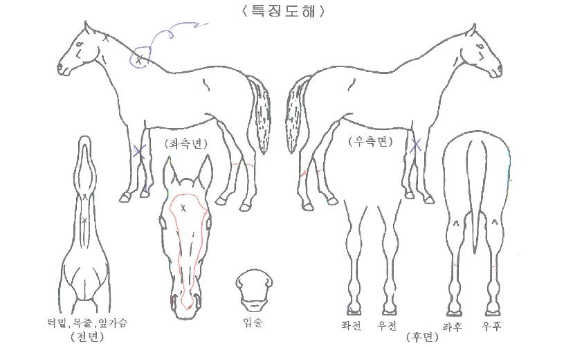 º¸¶óÄýÀÇ Ãø¸é,¿ì¸é,µÞ¸é,µÎ»ó,´Ù¸®ÀÇ Æ¯Â¡µµÇØ