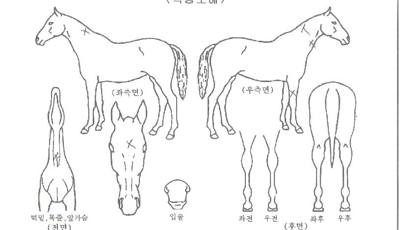 �������ڸ��� ����,���,�޸�,�λ�,�ٸ��� Ư¡����