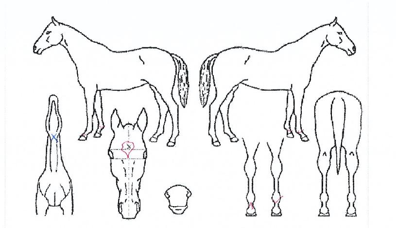 Á¦·Î¹éÆÄÀ̺êÀÇ Ãø¸é,¿ì¸é,µÞ¸é,µÎ»ó,´Ù¸®ÀÇ Æ¯Â¡µµÇØ