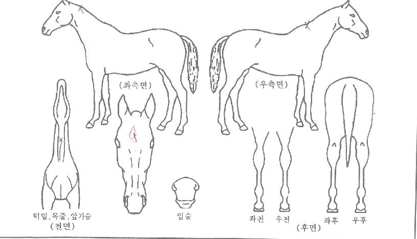 ±ÝÁ©·ÎÀÚ¸¶ÀÇ Ãø¸é,¿ì¸é,µÞ¸é,µÎ»ó,´Ù¸®ÀÇ Æ¯Â¡µµÇØ