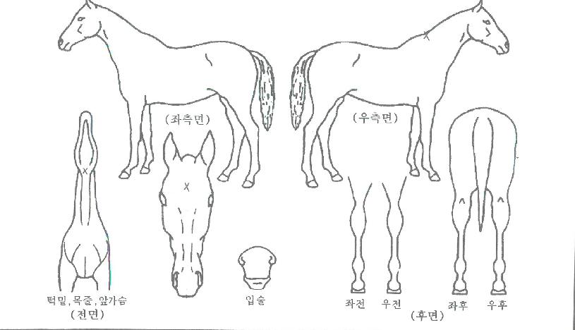 �۽�Ʈ������ ����,���,�޸�,�λ�,�ٸ��� Ư¡����