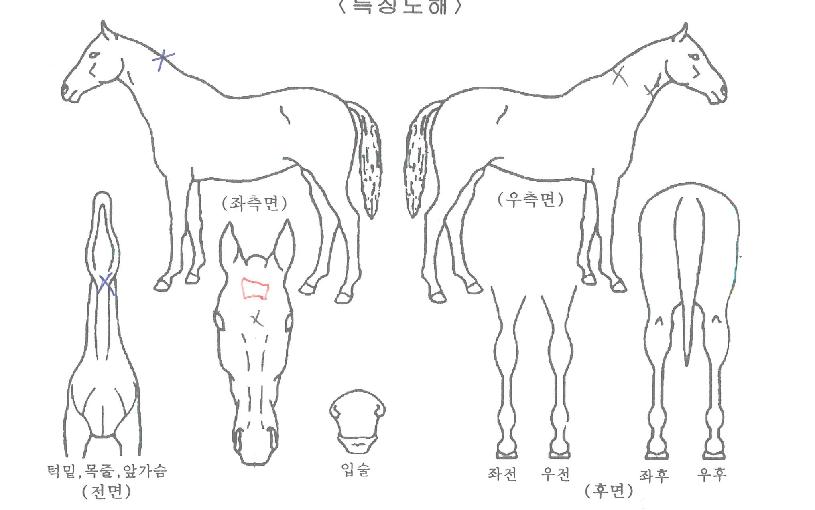 ÄÉÀÌÇÁ·»ÁöÀÇ Ãø¸é,¿ì¸é,µÞ¸é,µÎ»ó,´Ù¸®ÀÇ Æ¯Â¡µµÇØ