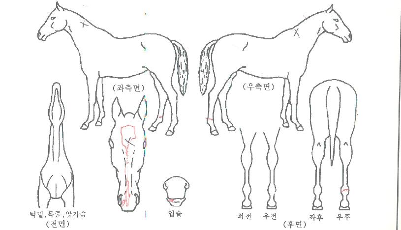 µÎ¹«»êÀÇ Ãø¸é,¿ì¸é,µÞ¸é,µÎ»ó,´Ù¸®ÀÇ Æ¯Â¡µµÇØ