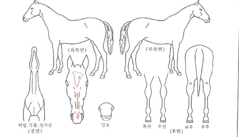 ºñÅ©·¹ÀÌÁöÀÇ Ãø¸é,¿ì¸é,µÞ¸é,µÎ»ó,´Ù¸®ÀÇ Æ¯Â¡µµÇØ