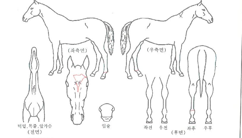 Ç÷º½ºÄýÀÇ Ãø¸é,¿ì¸é,µÞ¸é,µÎ»ó,´Ù¸®ÀÇ Æ¯Â¡µµÇØ