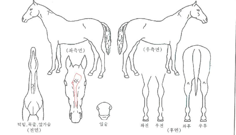 �����Ǻ��� ����,���,�޸�,�λ�,�ٸ��� Ư¡����