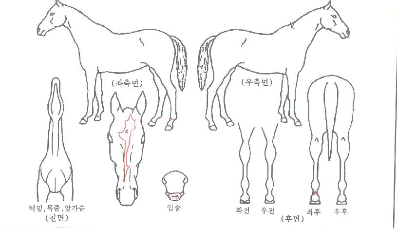 ���̾𸶽�ũ�� ����,���,�޸�,�λ�,�ٸ��� Ư¡����