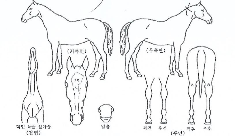 ÃÖ°¿µÃµÀÇ Ãø¸é,¿ì¸é,µÞ¸é,µÎ»ó,´Ù¸®ÀÇ Æ¯Â¡µµÇØ
